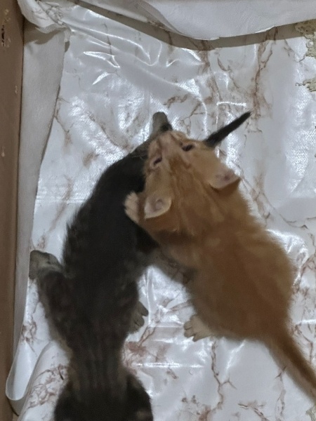 Tekir Kedi, Kedi  sarman ve tekir fotoğrafı