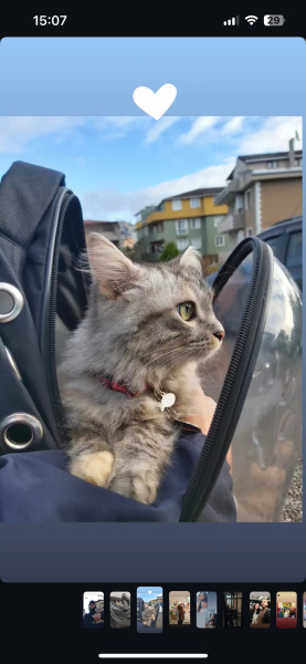 Sibirya Kedisi, Kedi  Miço fotoğrafı