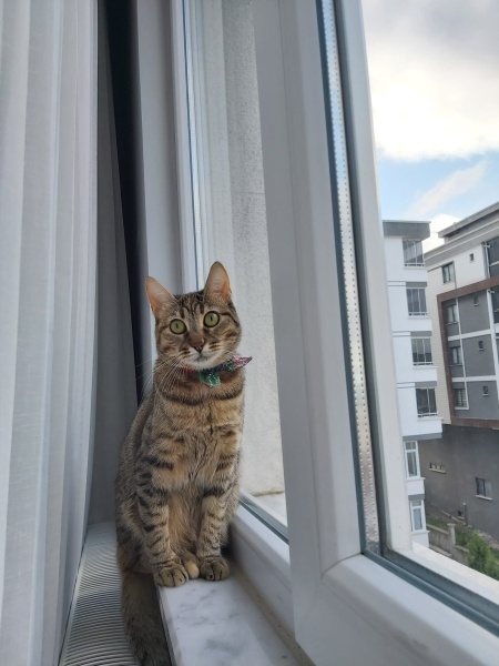 Tekir Kedi, Kedi  MONA fotoğrafı