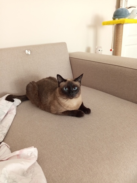 Siyam Kedisi, Kedi  LİSA fotoğrafı