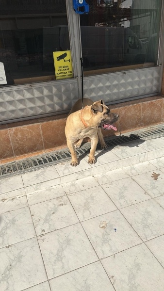 Presa Canario, Köpek  Mişa fotoğrafı