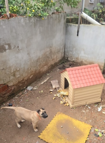 Presa Canario, Köpek  Mişa fotoğrafı