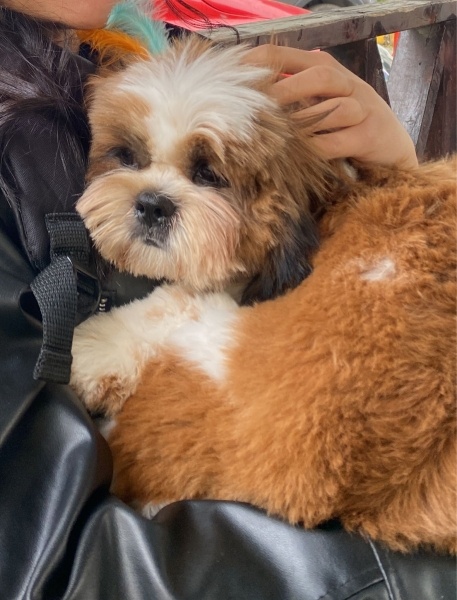 Shih Tzu, Köpek  Gofret fotoğrafı