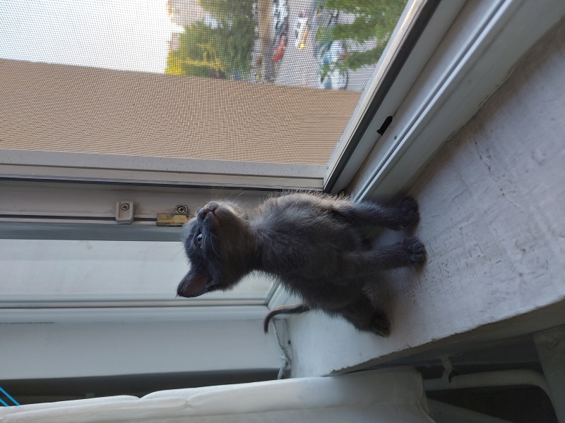 Tekir Kedi, Kedi  Çiko fotoğrafı