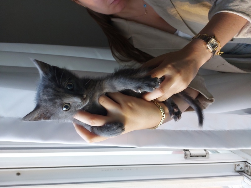 Tekir Kedi, Kedi  Çiko fotoğrafı