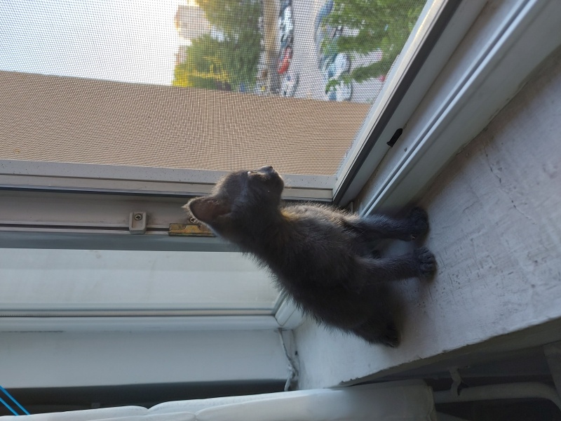 Tekir Kedi, Kedi  Çiko fotoğrafı