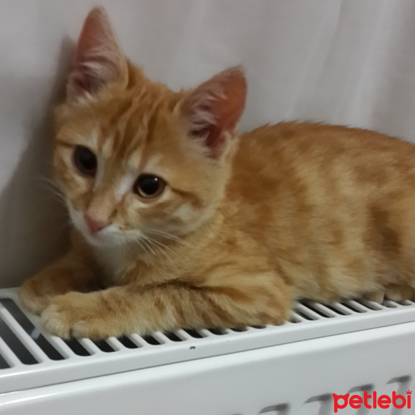 Tekir Kedi, Kedi  Hürrem fotoğrafı