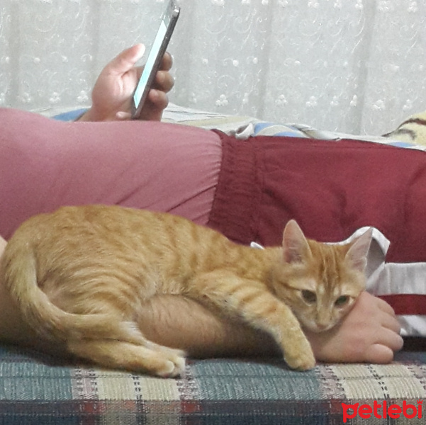 Tekir Kedi, Kedi  Hürrem fotoğrafı
