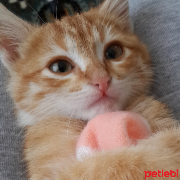 Tekir Kedi, Kedi  Hürrem fotoğrafı