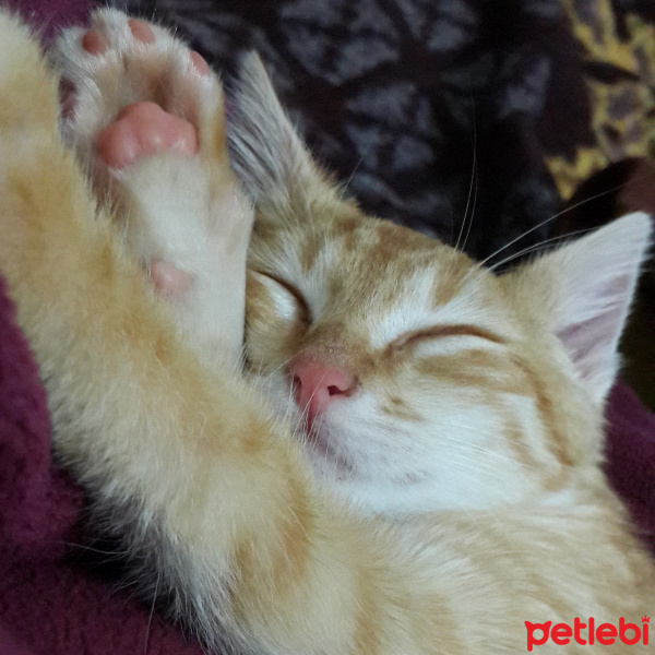 Tekir Kedi, Kedi  Hürrem fotoğrafı