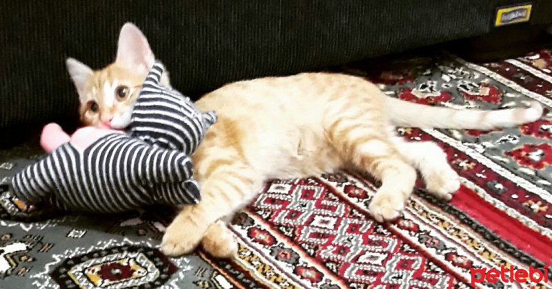 Tekir Kedi, Kedi  Hürrem fotoğrafı
