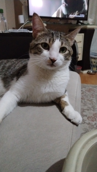 Tekir Kedi, Kedi  Ökkeş fotoğrafı