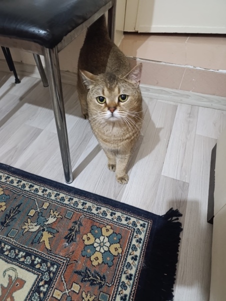 British Shorthair, Kedi  Karamel fotoğrafı