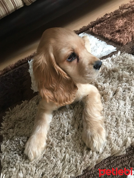 Amerikan Cocker Spaniel, Köpek  Kuki fotoğrafı