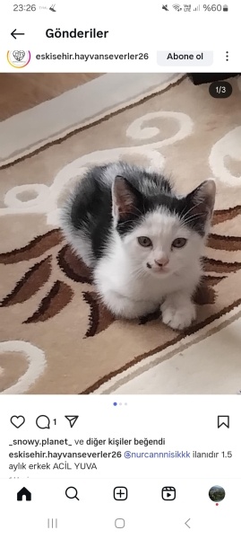 Tekir Kedi, Kedi  Minnoş fotoğrafı