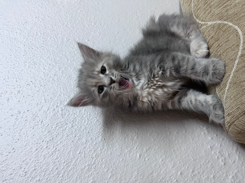 Soke, Kedi  İfot fotoğrafı