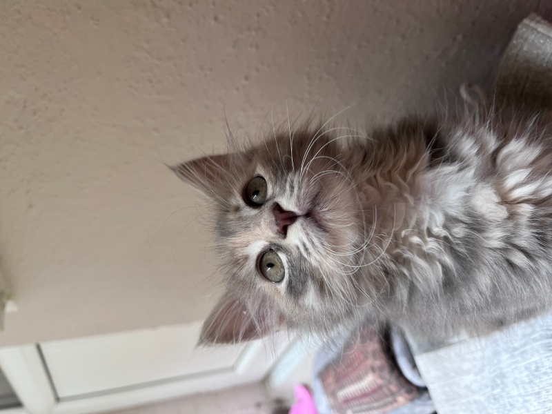 Soke, Kedi  İfot fotoğrafı