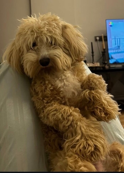 Poodle (Minyatür Kaniş), Köpek  Fiko fotoğrafı