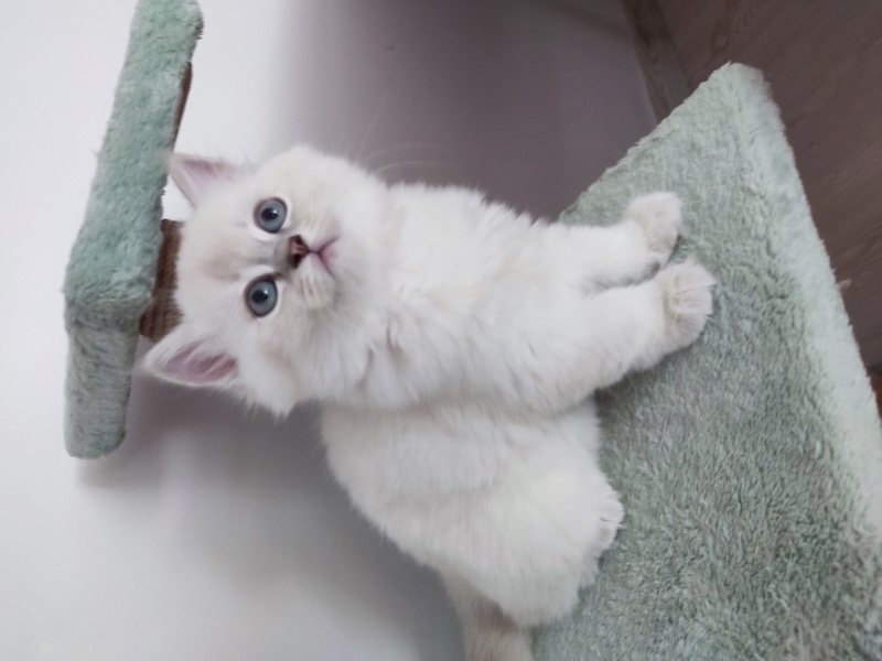British Longhair, Kedi  Prenses fotoğrafı