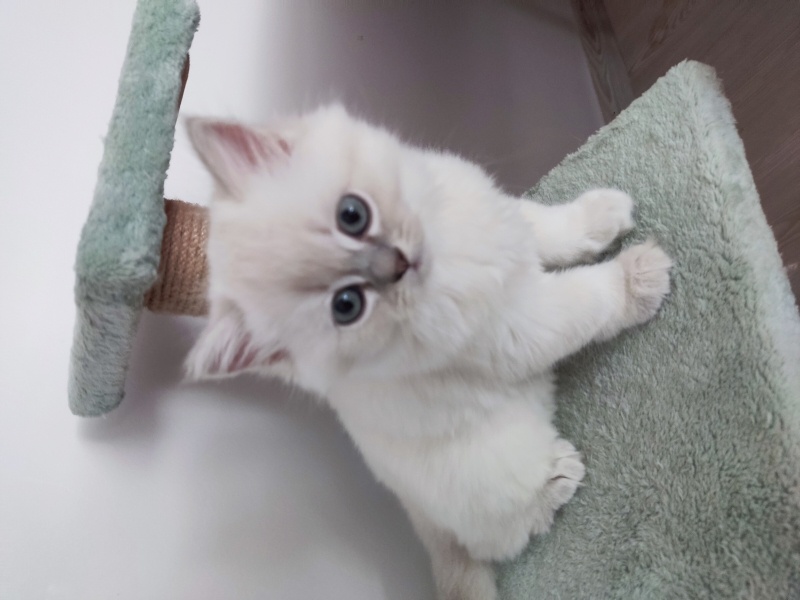 British Longhair, Kedi  Prenses fotoğrafı