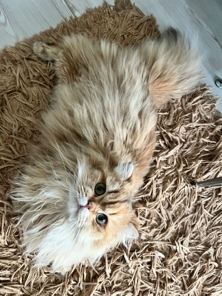 British Longhair, Kedi  Prenses fotoğrafı