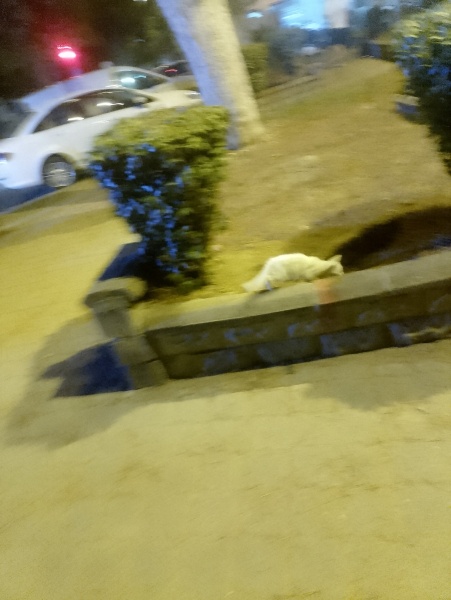 Tekir Kedi, Kedi  Pamuk fotoğrafı