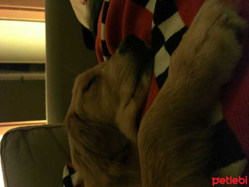 Golden Retriever, Köpek  Badem fotoğrafı