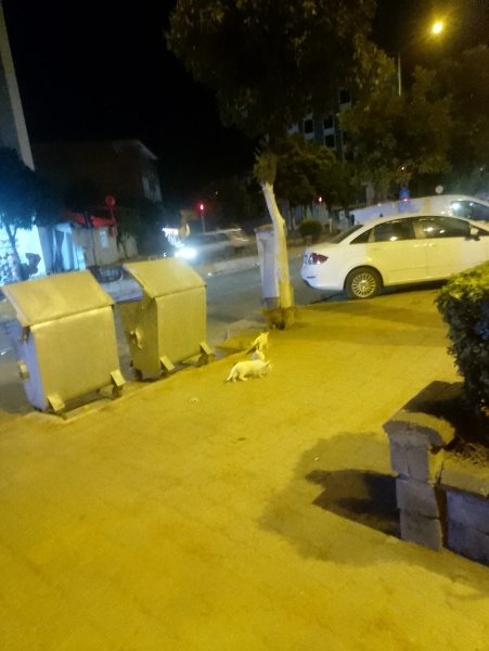 Tekir Kedi, Kedi  Pamuk fotoğrafı