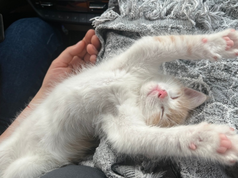 Tekir Kedi, Kedi  Efe fotoğrafı