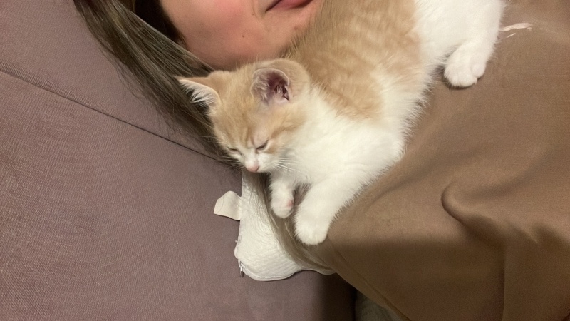 Tekir Kedi, Kedi  Efe fotoğrafı