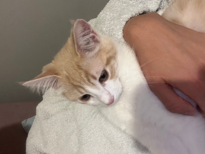 Tekir Kedi, Kedi  Efe fotoğrafı