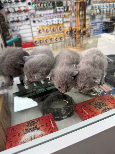 British Shorthair, Kedi  yavru kediler fotoğrafı