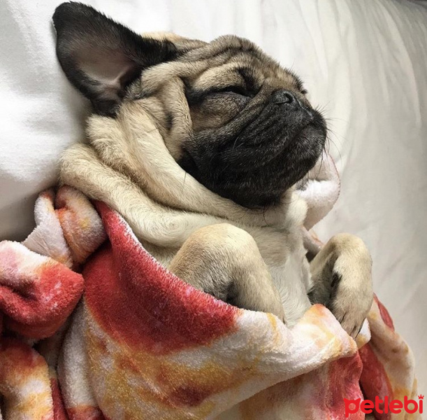Pug, Köpek  Jeess fotoğrafı