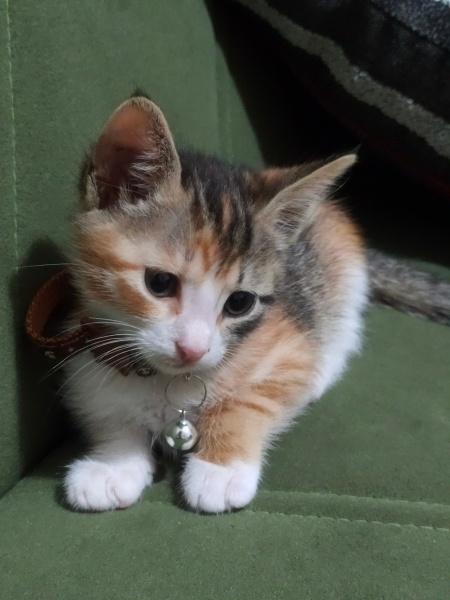 Tekir Kedi, Kedi  Puzzle fotoğrafı