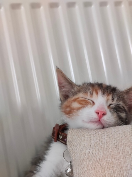 Tekir Kedi, Kedi  Puzzle fotoğrafı