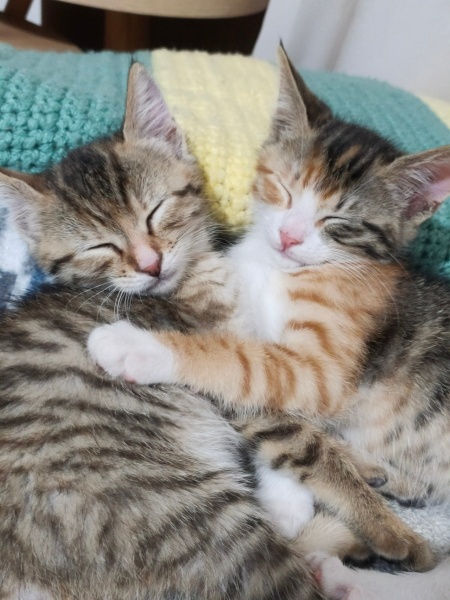 Tekir Kedi, Kedi  Puzzle fotoğrafı
