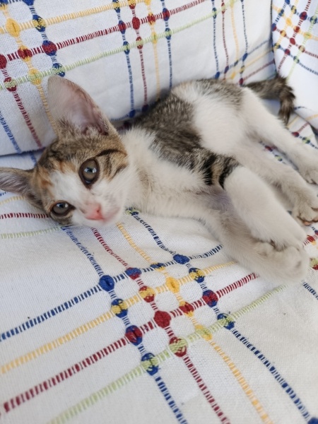 Tekir Kedi, Kedi  Miço fotoğrafı
