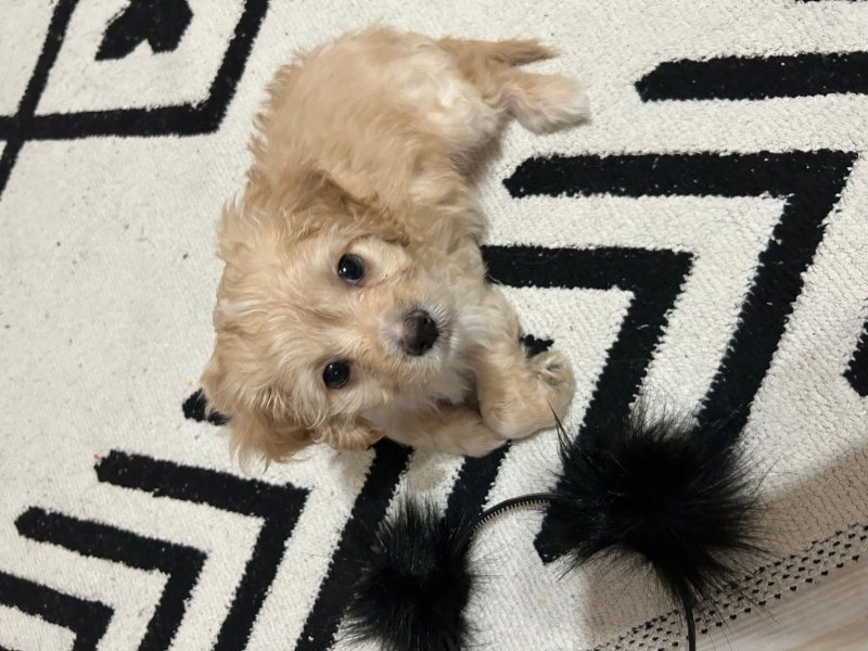 Maltese, Köpek  Maya fotoğrafı