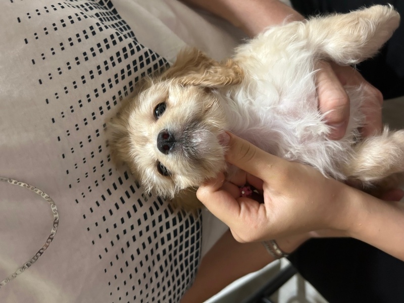 Maltese, Köpek  Maya fotoğrafı