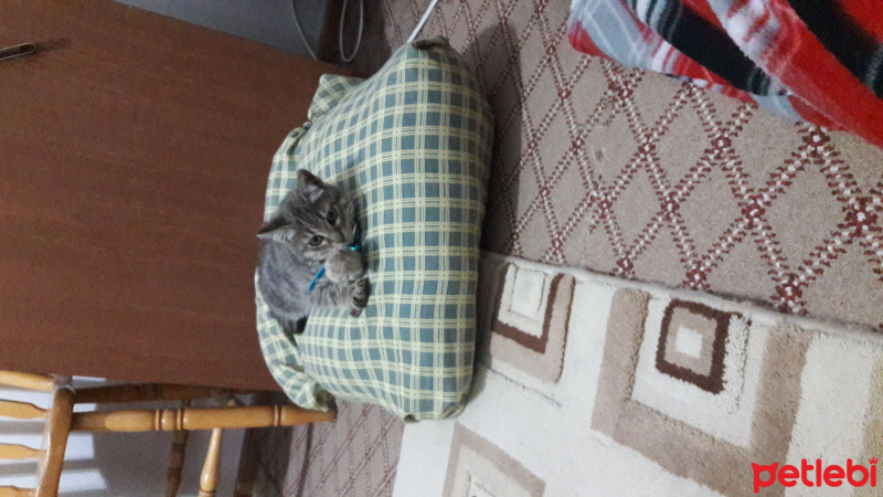 Tekir Kedi, Kedi  Üzüm fotoğrafı