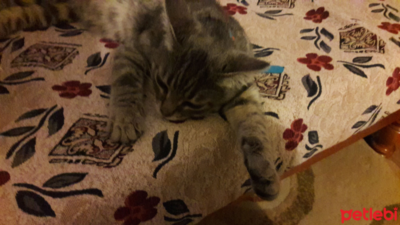 Tekir Kedi, Kedi  Üzüm fotoğrafı