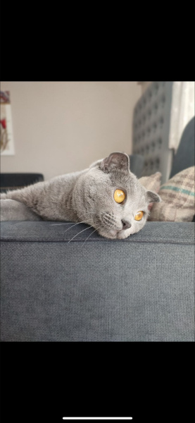 Scottish Fold, Kedi  lila fotoğrafı