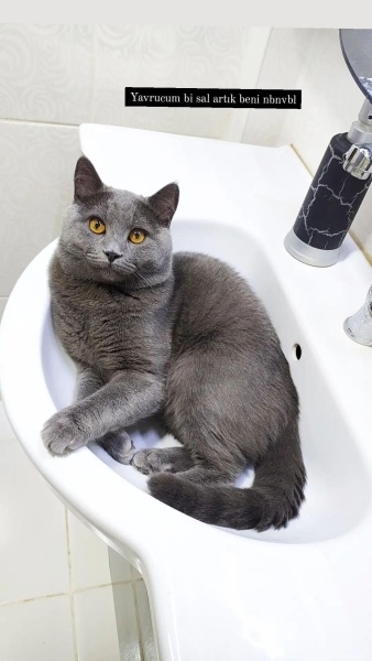 British Shorthair, Kedi  Duman fotoğrafı