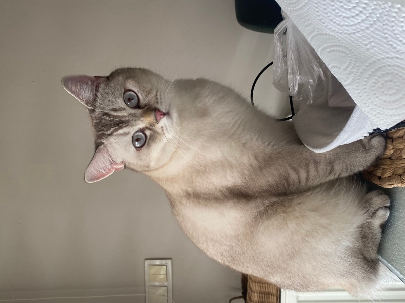 British Shorthair, Kedi  Pilavcan fotoğrafı