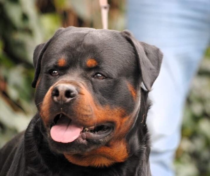 Rottweiler, Köpek  Loki fotoğrafı