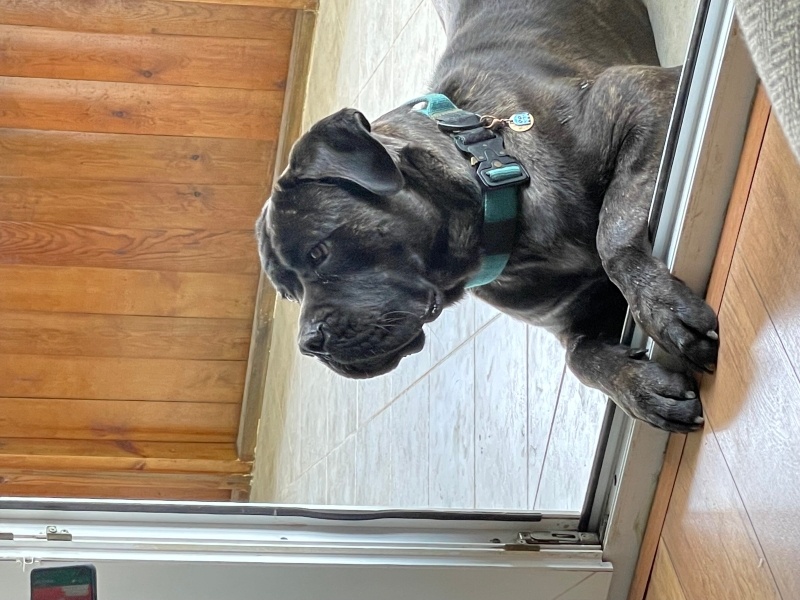 Cane Corso Italiano, Köpek  Marlo fotoğrafı