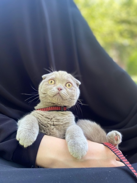 Scottish Fold, Kedi  Müezza fotoğrafı