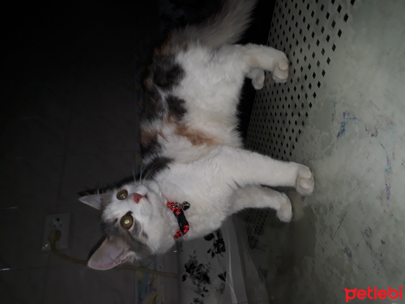 Tekir Kedi, Kedi  Şeker fotoğrafı