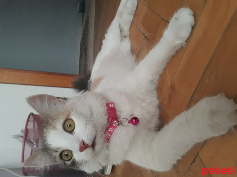 Tekir Kedi, Kedi  Şeker fotoğrafı