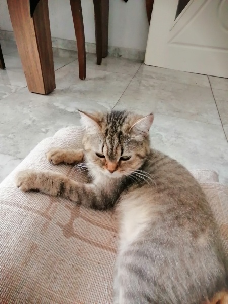 Tekir Kedi, Kedi  Lady fotoğrafı